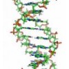 現(xiàn)貨 代測(cè) Human NEFH ELISA Kit